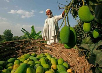 گرمی اور پانی کی کمی کے باعث آم کی پیداوار میں پچاس فیصد کمی کا خدشہ۔