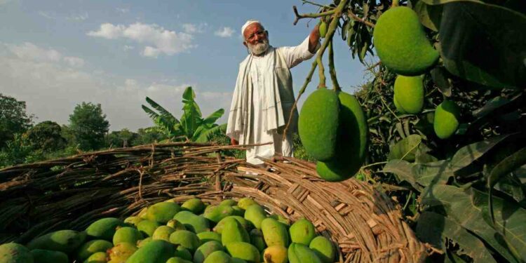 گرمی اور پانی کی کمی کے باعث آم کی پیداوار میں پچاس فیصد کمی کا خدشہ۔