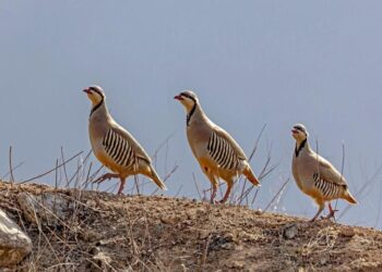 پاکستان کا قومی پرندہ چین میں مقبول ہو گیا۔