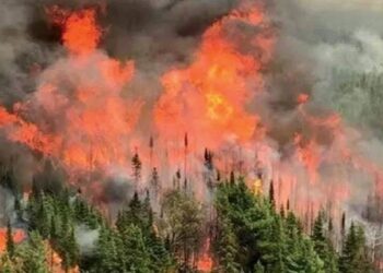 جنگلات میں آتشزدگی کے واقعات: دامن کوہ والی سڑک پر عام لوگوں کا داخلہ بند کر دیا گیا۔