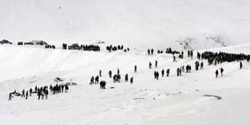 شمالی افغانستان میں شدید برفباری سے 470 مویشی ہلاک فصلیں تباہ