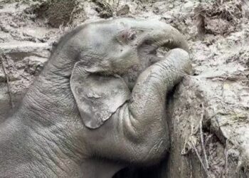 انڈونیشیا،مادہ ہاتھی اور اس کے بچے کو بچا لیا گیا