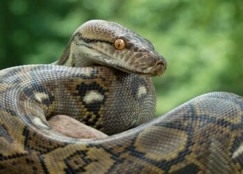 انڈونیشیا میں خاتون کو 16 فٹ لمبے اژدھا نے نگل لیا