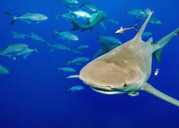 شارک کے پروں کی تجارت ریگولیٹ کے لئے وائلڈ لائف اجلاس میں قرارداد منظور