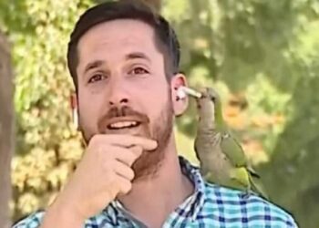 چلی میں جرائم کی بڑھتی وارداتوں کی رپورٹنگ کے دوران طوطا رپورٹر کا ائیر فون لے اڑا