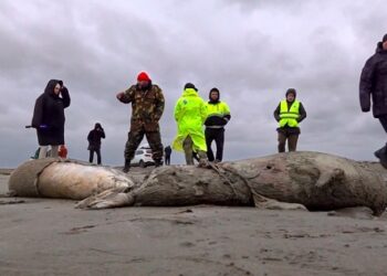 روس کے جنوبی ساحل پر اڑھائی ہزار مردہ سیلز پائی گئیں