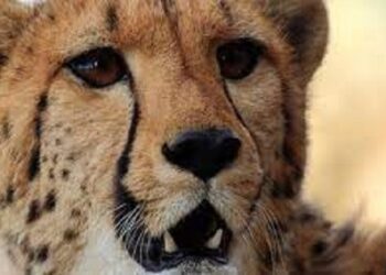 مانسہرہ میں زخمی حالت میں ملنے والا نایاب نسل کا چیتا مر گیا