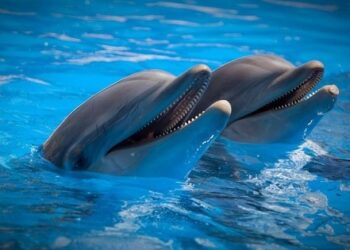 سعودی عرب شہر ریاض میں ڈولفن شوز کا اہتمام