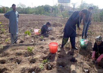 ملک میں موسم بہار کی شجر کاری مہم کا آغاز ہو گیا